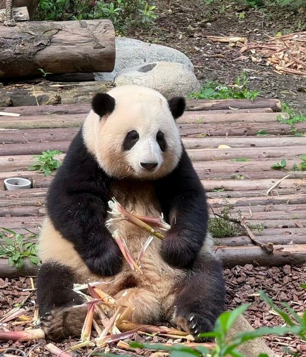 Panda Breeding and Research Center (2)