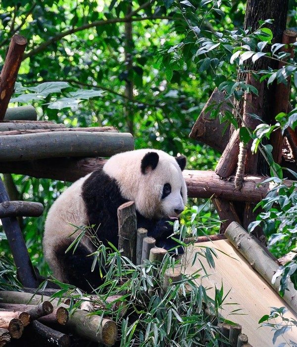 Panda Breeding and Research Center (3)