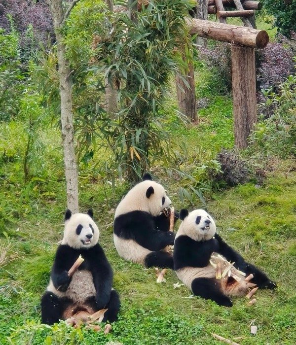 Panda Breeding and Research Center (4)